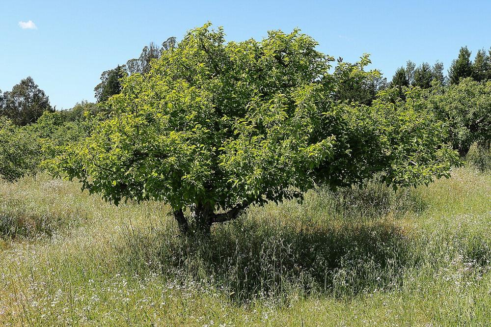 Apple orchard near Sebastopol, California, Gravenstein country at the heart of West Sonoma County