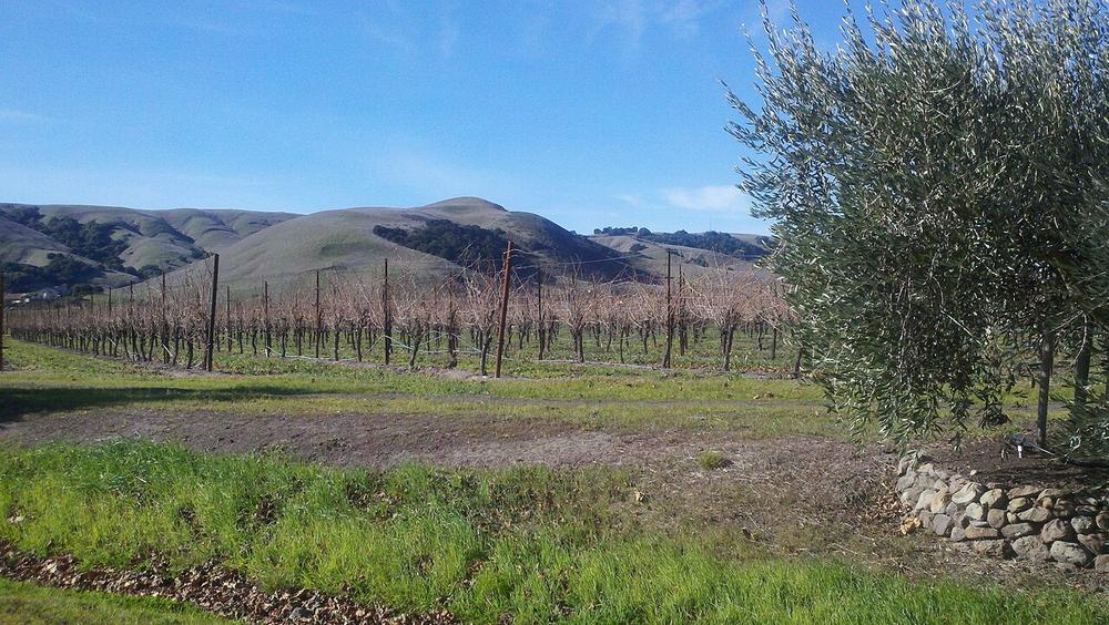 Sonoma County wine country, vineyards rolling toward the coast